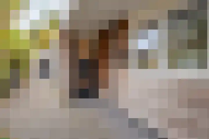 Cello 24 Tubbergen thumbnail 15