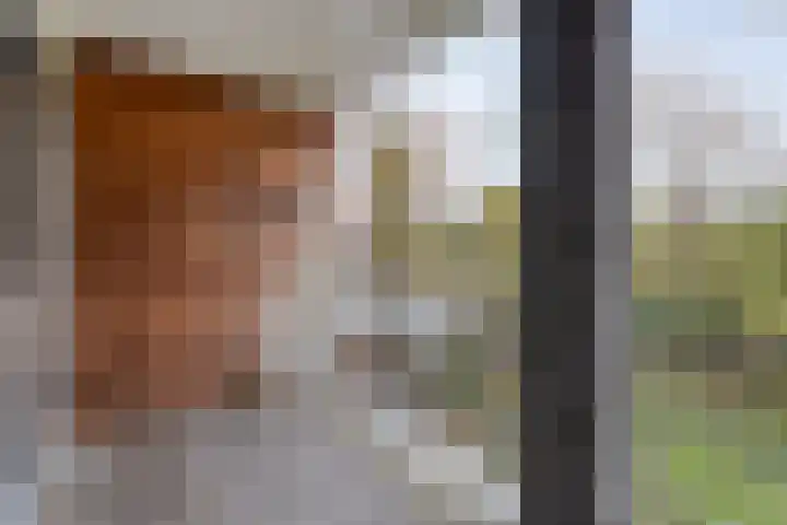 Cello 24 Tubbergen thumbnail 22