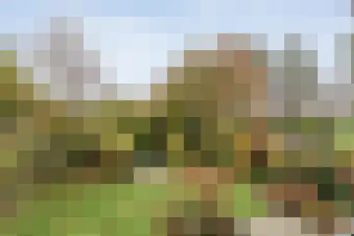 Cello 24 Tubbergen thumbnail 32