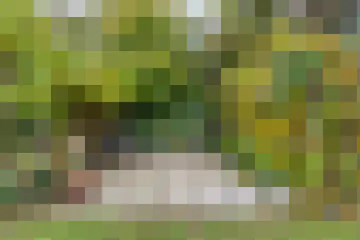 Cello 24 Tubbergen thumbnail 33