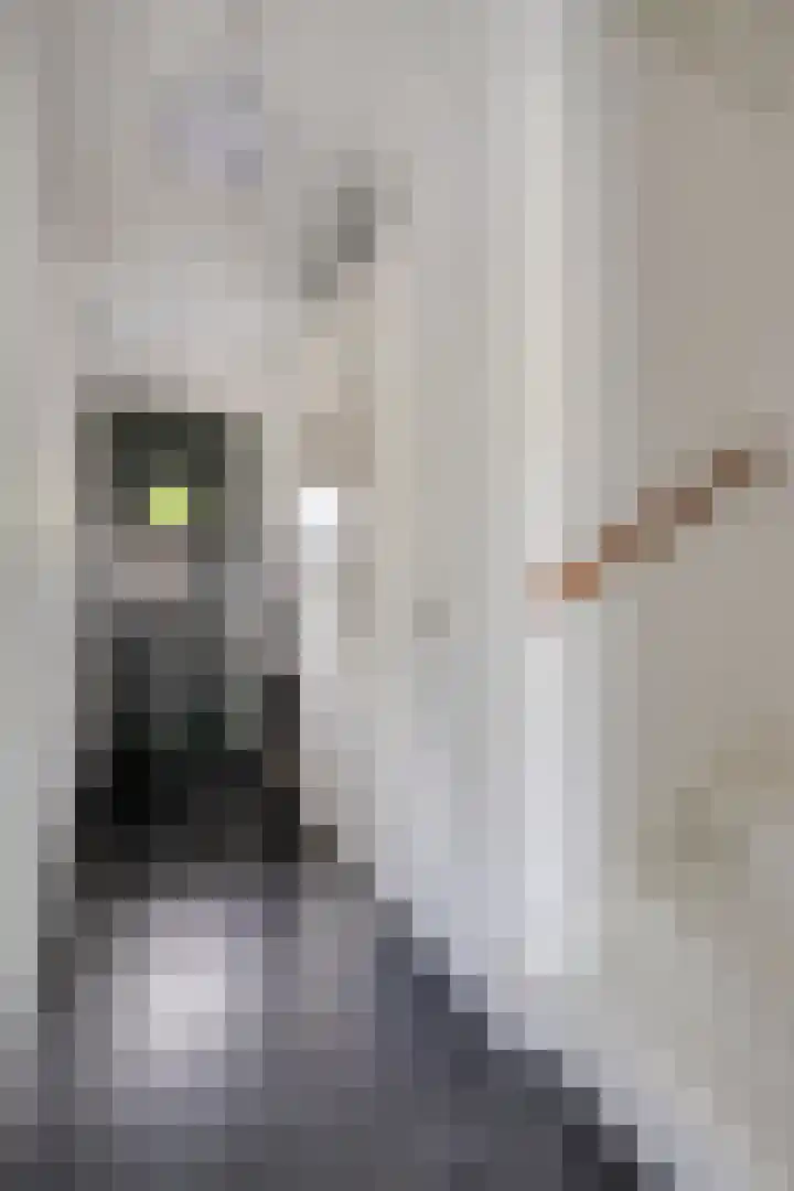 Cellostraat 33 Eindhoven thumbnail 4