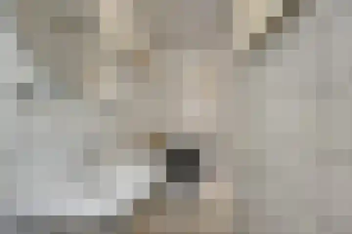 Cellostraat 91 Uden thumbnail 22