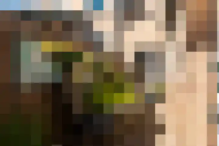 Cereslaan 73 Bussum thumbnail 12