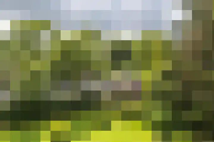 Chabotlaan 253 Rotterdam thumbnail 13