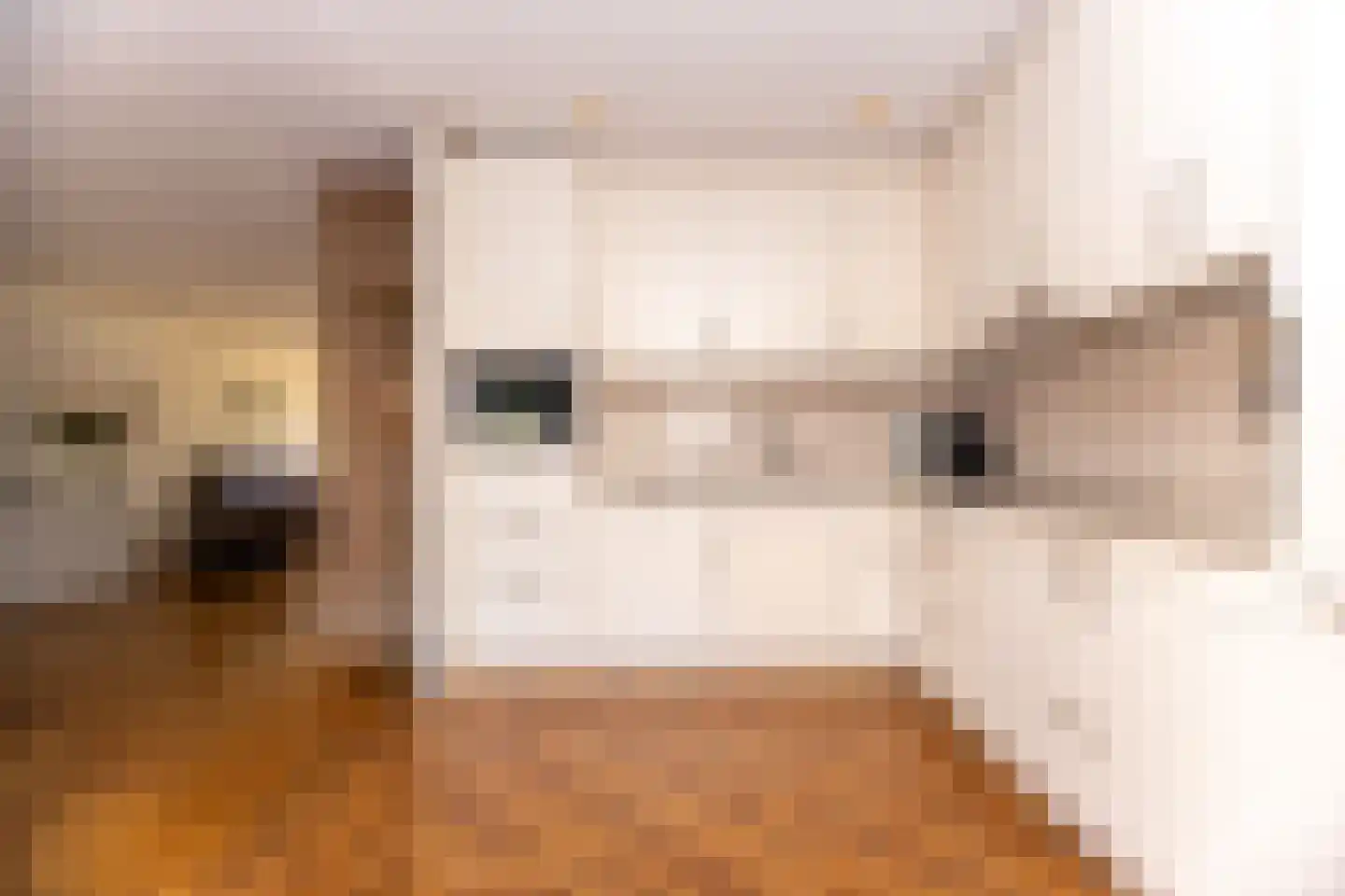Charles van der Nootstraat 35 Hoogwoud thumbnail 18