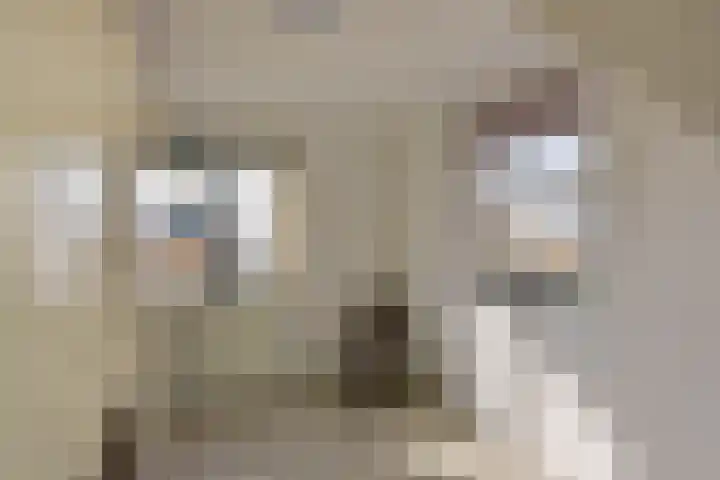 Charlotte van Pallandthof 122 Hoorn thumbnail 14