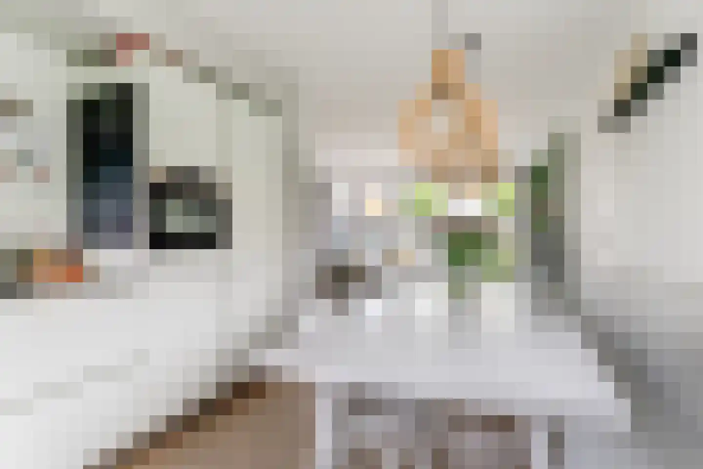 Charlotte van Pallandthof 58 Hoorn thumbnail 18