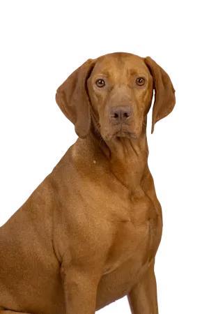 Foto van Chico
