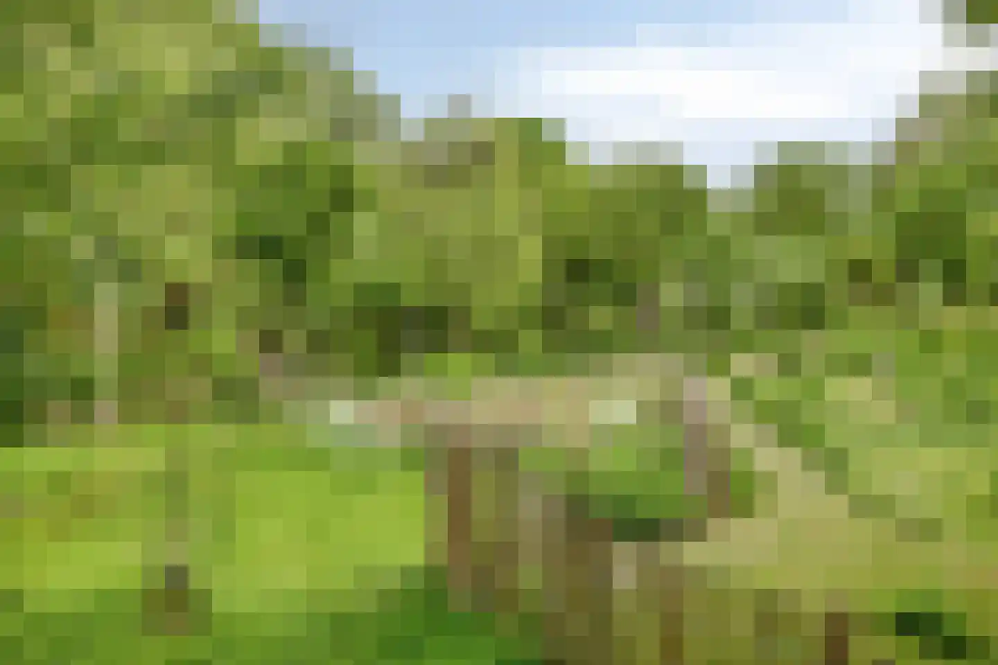 Chilipad 25 Delft thumbnail 28