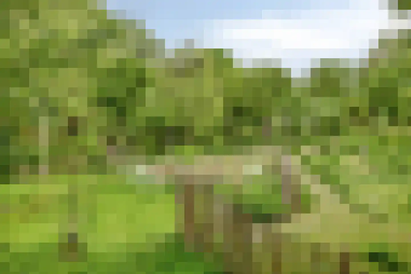 Chilipad 25 Delft thumbnail 29