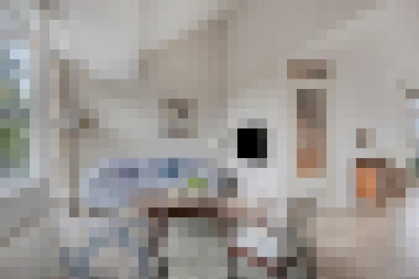 Chirurgijnsgilde 24 Amersfoort thumbnail 14