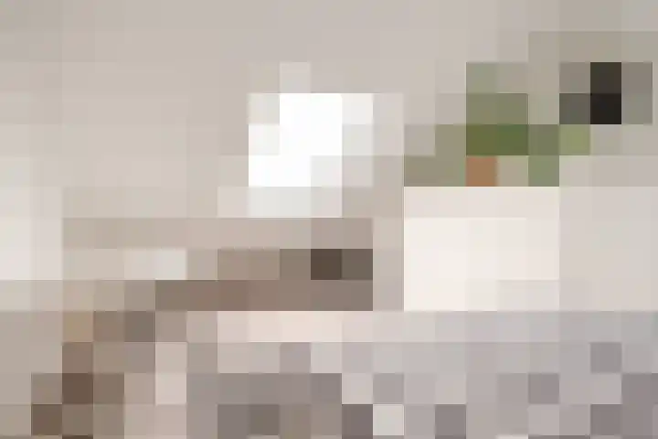 Chopindreef 64 Harderwijk thumbnail 27