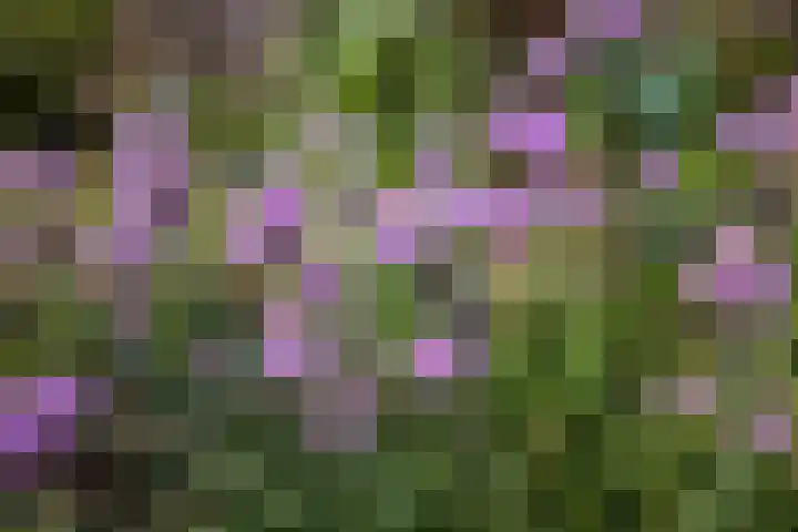 Chopinpad 30 Almere thumbnail 9