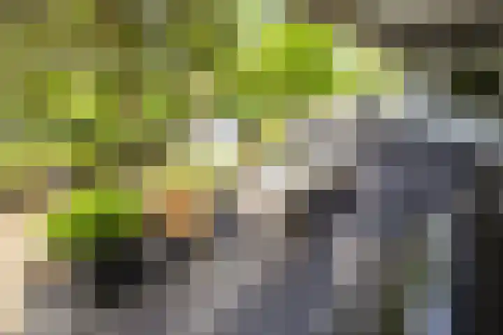Chopinplein 41 Schiedam thumbnail 25