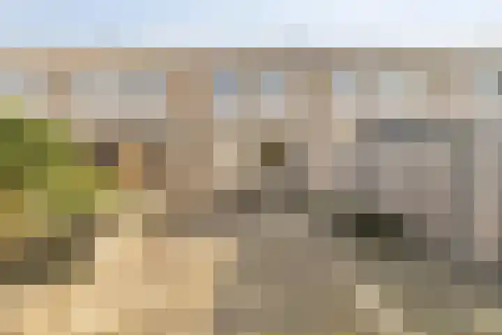 Chopinstraat 142 Capelle aan den IJssel thumbnail 4