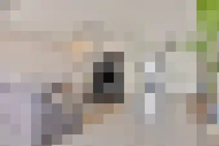 Chopinstraat 6 Schijndel thumbnail 10