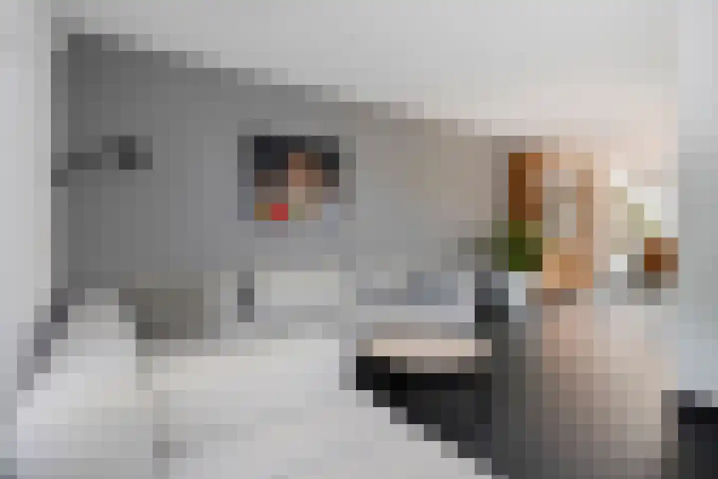 Chris Plitscherlaan 23 Susteren thumbnail 11