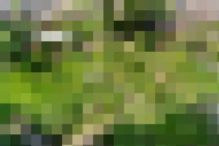 Christiaan van Abkoudeplantsoen 35 Wageningen thumbnail 48