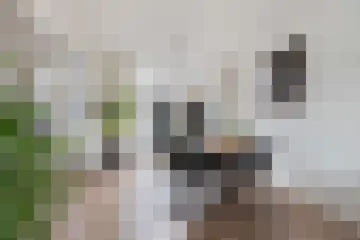 Christiaan van Saarloosstraat 11 Franeker thumbnail 11