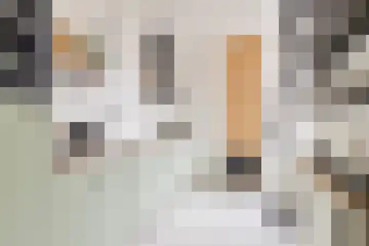 Christoffelkruid 3 Venray thumbnail 13