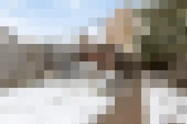 Christoffelkruid 3 Venray thumbnail 29
