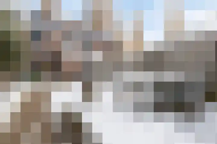 Christoffelkruid 3 Venray thumbnail 30