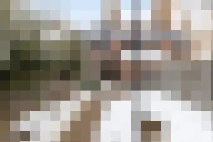 Christoffelkruid 3 Venray thumbnail 32