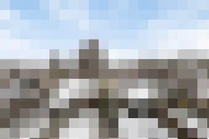 Christoffelkruid 3 Venray thumbnail 34