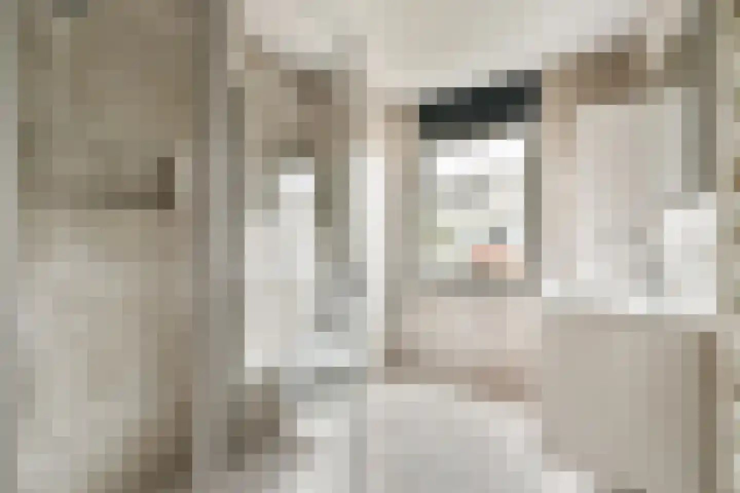 Christoffelkruid 7 Vlaardingen thumbnail 18