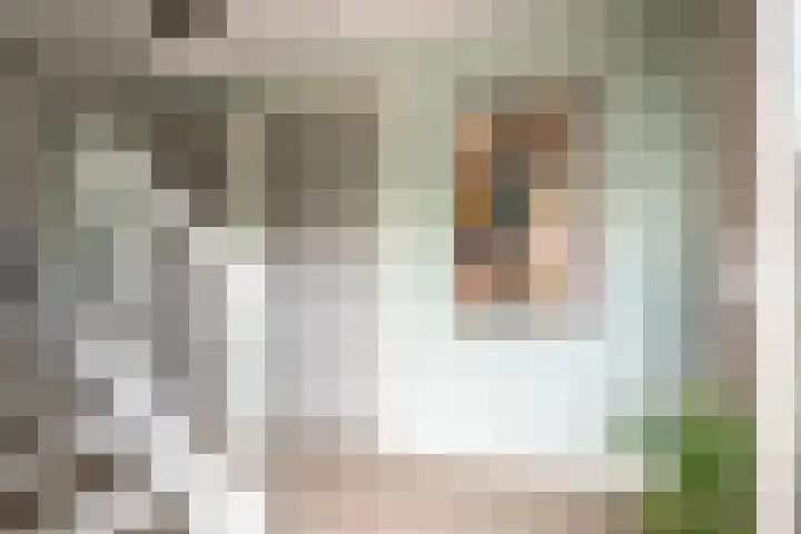 Chrysant 22 Ens thumbnail 8