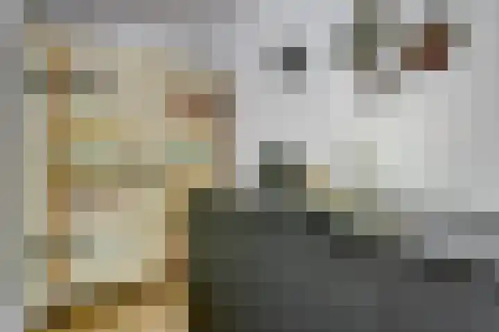 Cichorei 16 Hoogvliet Rotterdam thumbnail 11