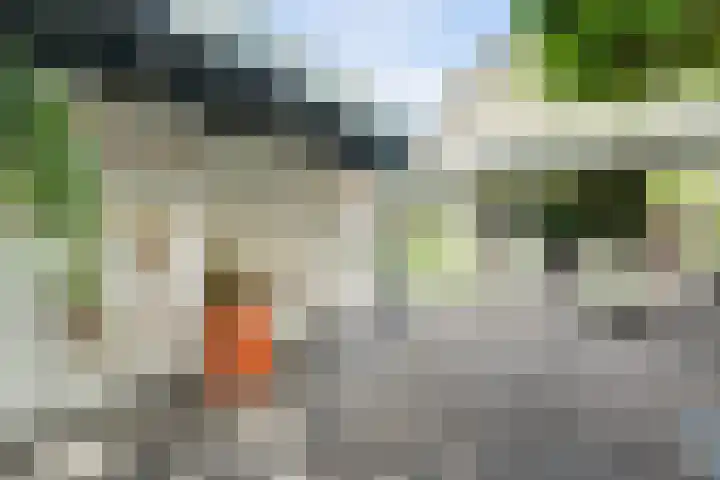 Cichorei 16 Hoogvliet Rotterdam thumbnail 34