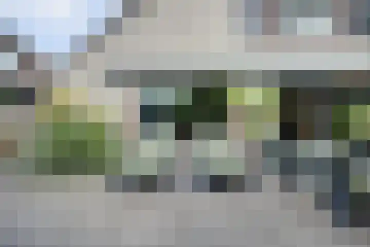 Cichorei 16 Hoogvliet Rotterdam thumbnail 35