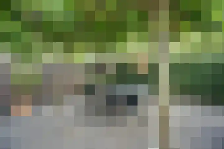 Cichorei 16 Hoogvliet Rotterdam thumbnail 36