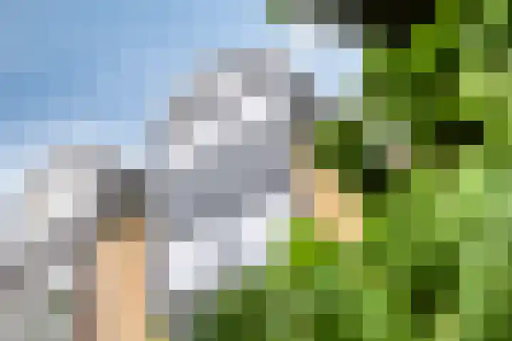 Cieweg 78 Castricum thumbnail 7