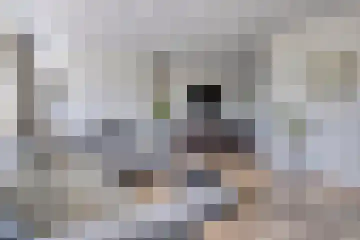 Cimbaallaan 7 Uden thumbnail 11