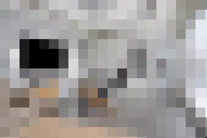 Cimbaallaan 7 Uden thumbnail 31