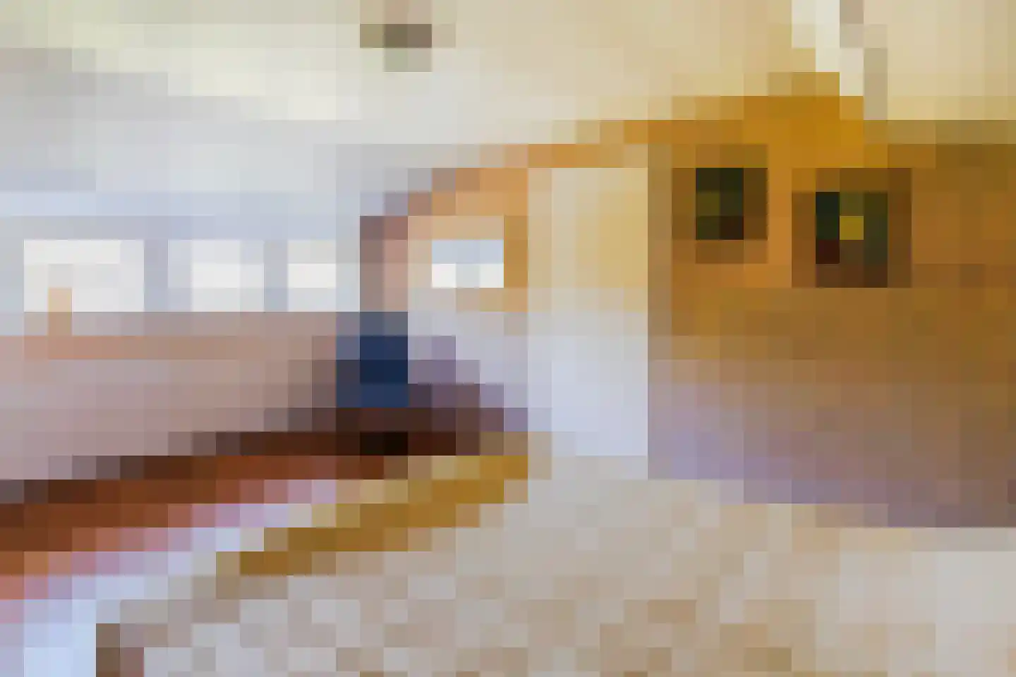 Cingelwal 44 Wehl thumbnail 39