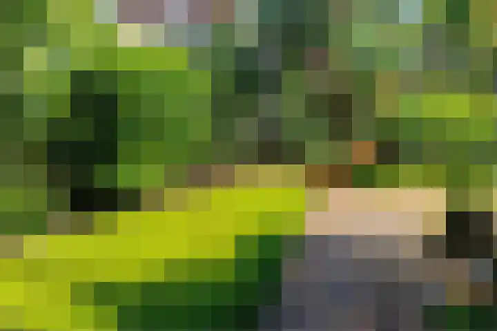 Cingelwal 55 Wehl thumbnail 55