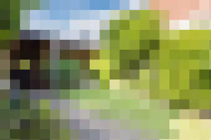Cingelwal 55 Wehl thumbnail 57
