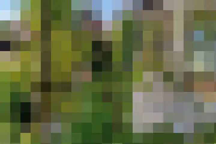 Cingelwal 55 Wehl thumbnail 7