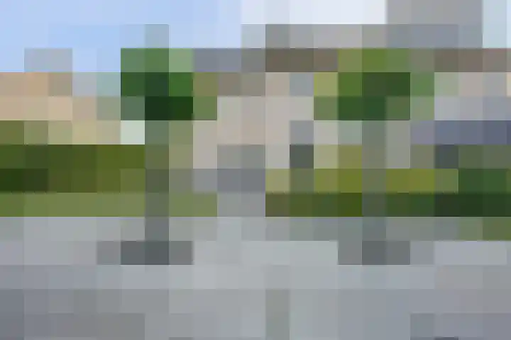 Cipreshout 12 Barendrecht thumbnail 5