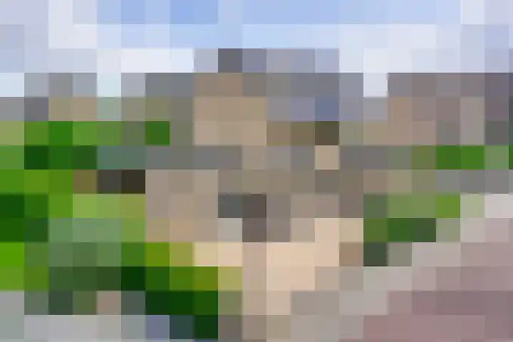 Cipreshout 14 Barendrecht thumbnail 8