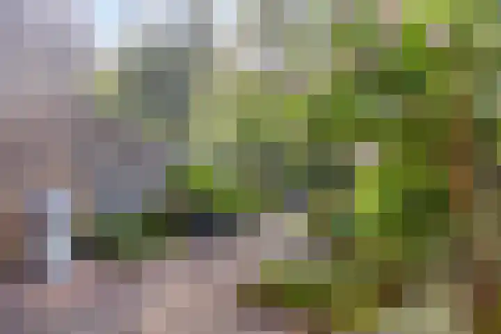 Cipressendreef 15 Vlaardingen thumbnail 33