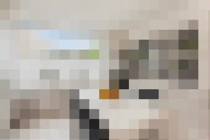 Cipressendreef 33 Vlaardingen thumbnail 10