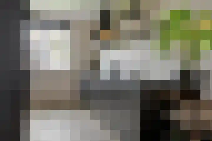 Citadel 25 Meteren thumbnail 10