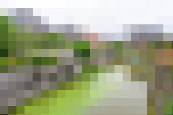Citroengras 11 De Goorn thumbnail 27