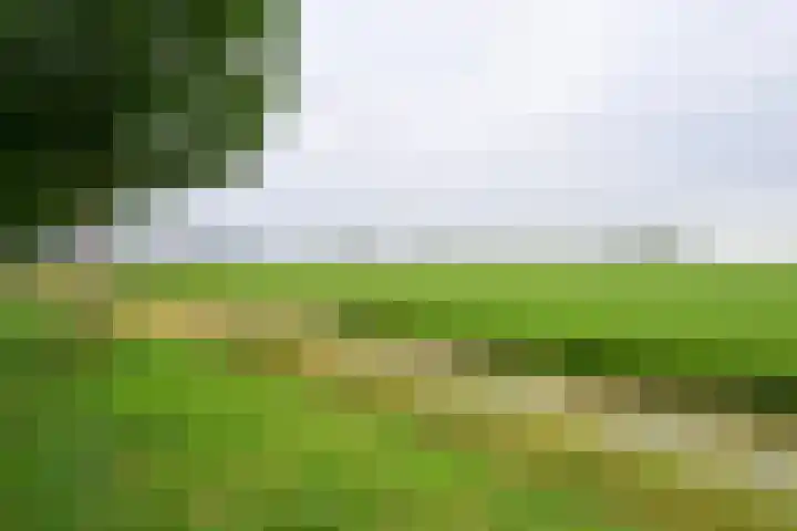 Citroengras 11 De Goorn thumbnail 32