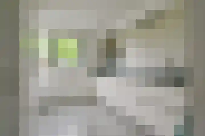 Citroengras 11 De Goorn thumbnail 9