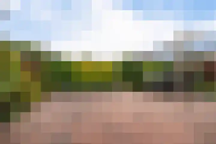 Citroengras 14 De Goorn thumbnail 27